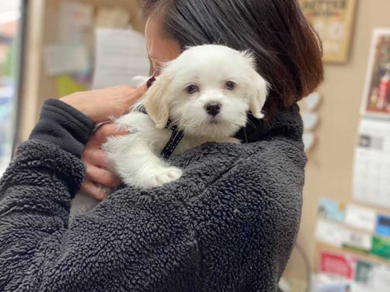 Veterinary Jobs in West Allis