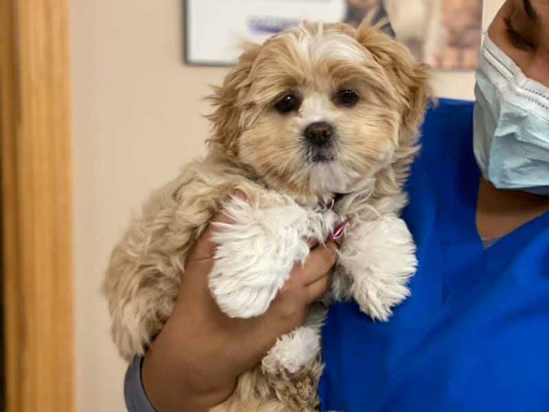 West Allis Veterinary Clinic Forms