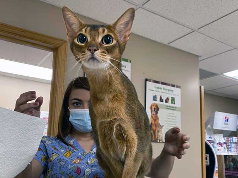 Veterinary Resources for your Pet