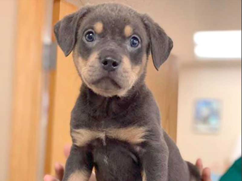 West Allis Veterinary Clinic Policies