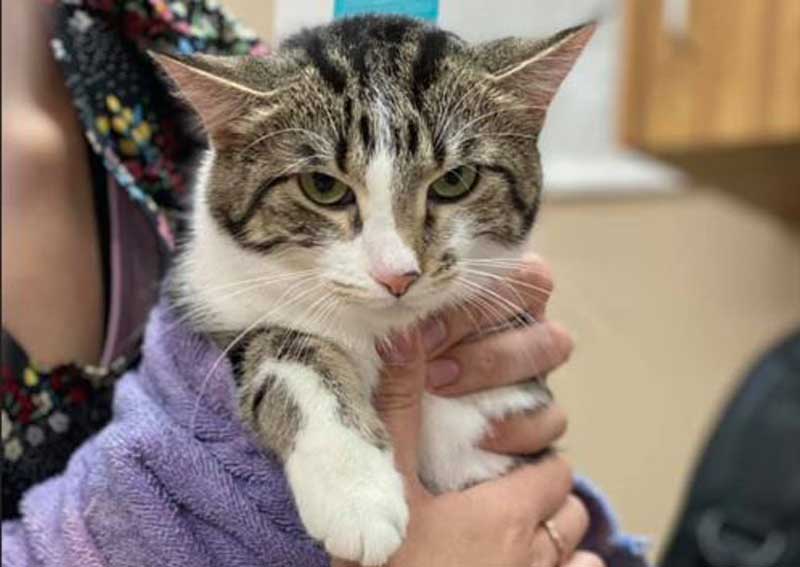 Carousel Slide 2: Feline veterinarians