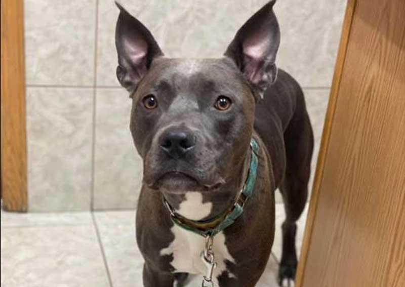 Carousel Slide 1: Dog veterinary care