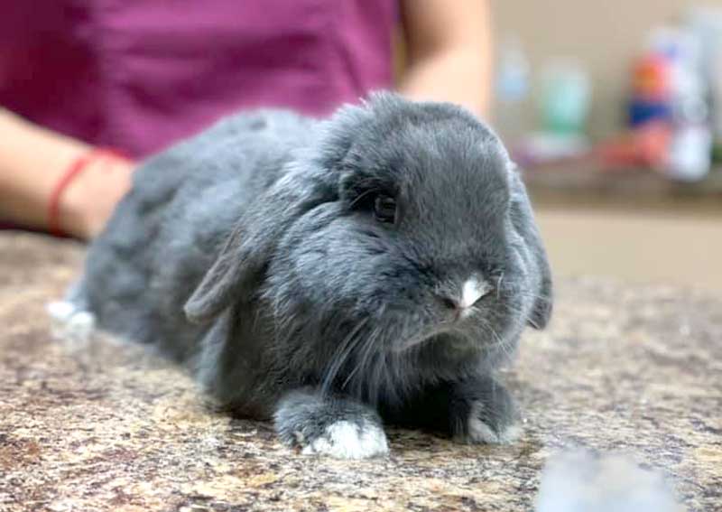 Carousel Slide 3: Pocket pet care