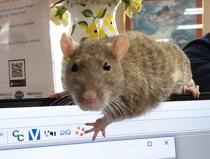 $City Small Animal Hospital